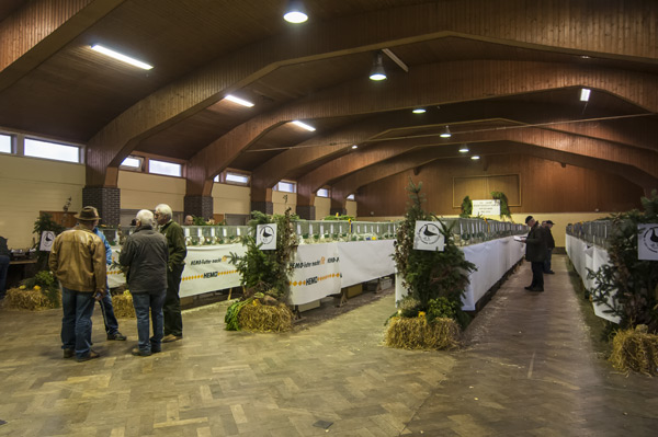 Hauptsonderschau Lahoretauben 2013 Blick in die Halle